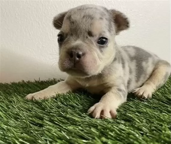 $420 : French bulldog puppy for sale image 1