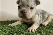 French bulldog puppy for sale en Memphis