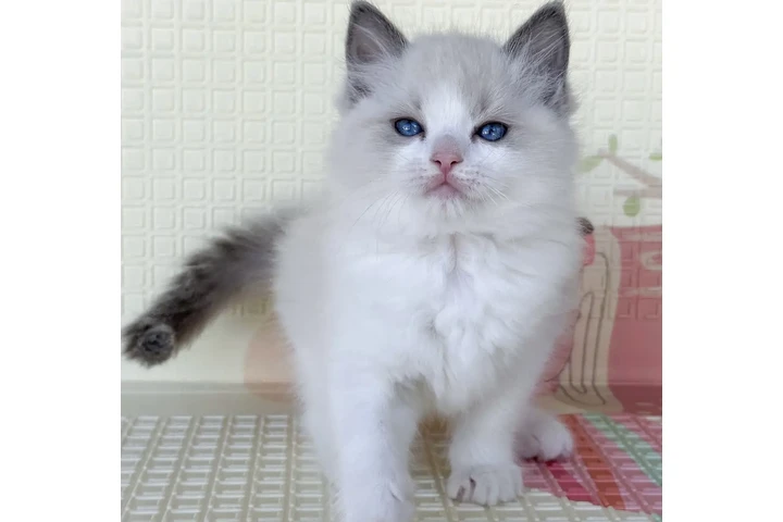 $310 : Ragdoll Kittens For Sale image 1