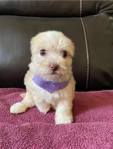 $500 : Maltese puppies for adoption image 2