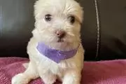 $500 : Maltese puppies for adoption thumbnail