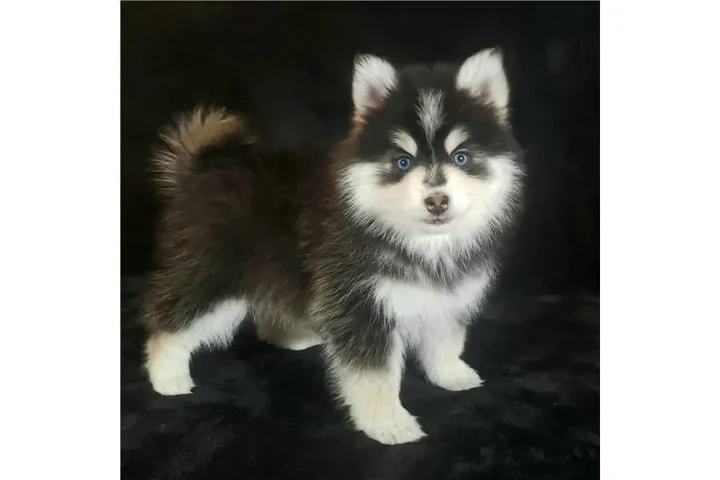 $400 : Cachorros de Pomsky y Husky image 1