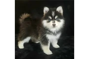 Cachorros de Pomsky y Husky en Los Angeles