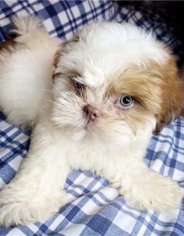 $500 : Shih tzu puppies for adoption image 2
