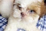 $500 : Shih tzu puppies for adoption thumbnail