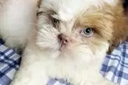 $500 : Shih tzu puppies for adoption thumbnail