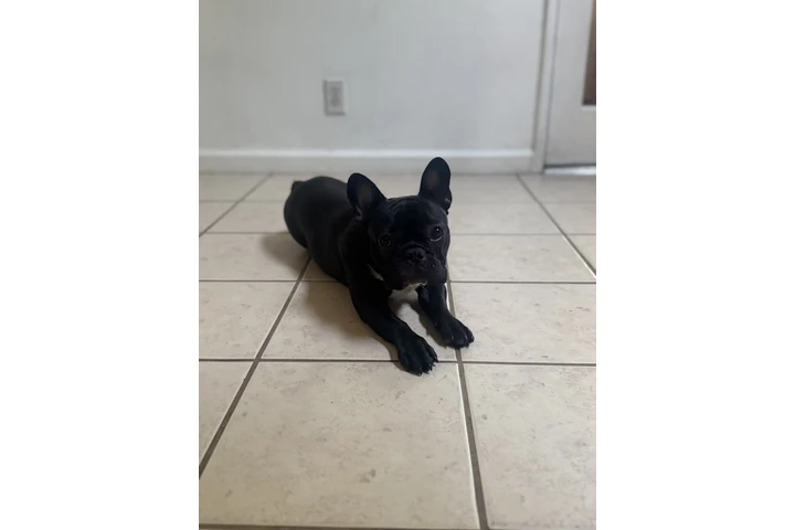 $600 : French Bulldog image 3