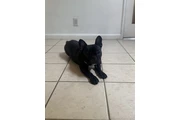 $600 : French Bulldog thumbnail