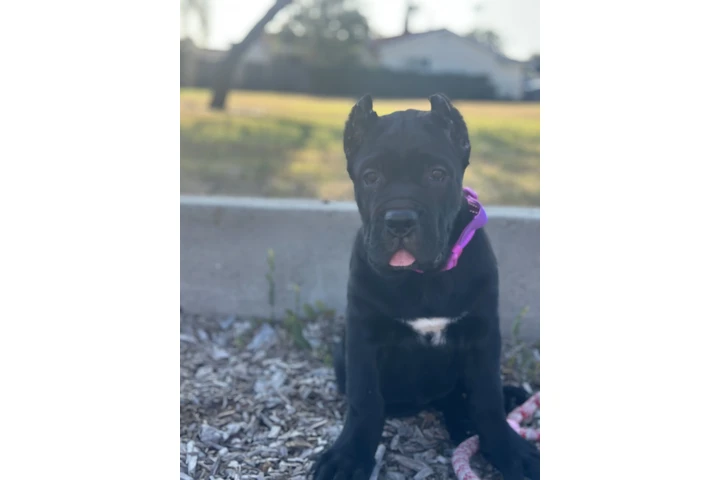 $4000 : SALE DOG CANE CORSO image 6