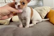 $400 : femal chihuahua puppy for sale thumbnail