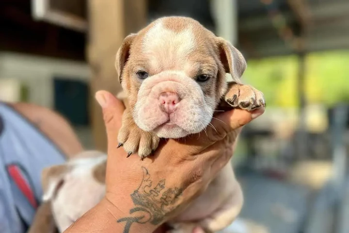 $350 : cachorros de bulldog inglés image 1