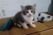 $100 : Adopta amor en forma de gato. thumbnail