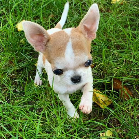 $250 : Chihuahua puppies for sale image 3