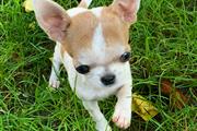 $250 : Chihuahua puppies for sale thumbnail