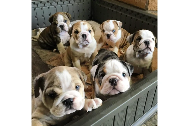 $350 : Bulldog inglés image 2