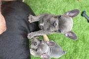 $500 : French bulldog puppies thumbnail