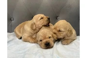 White Labrador en Tempe