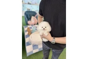 $300 : Pomeranian mini puppies thumbnail