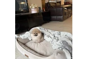 $350 : Pomerania taza de té thumbnail