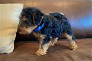 Welsh terrier con pedigree en Los Angeles