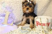 Very playfull Yorkie Puppy en New Hampshire