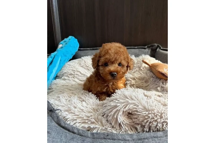 $350 : Caniche macho y hembra image 3