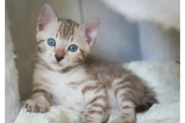 $3000000 : En Colombia Gatos Bengali image 1