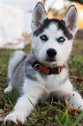 $550 : Siberian Husky Pups image 1