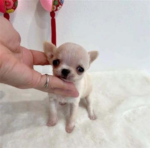 $400 : long haired chihuahua puppy fo image 2