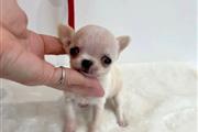 $400 : long haired chihuahua puppy fo thumbnail