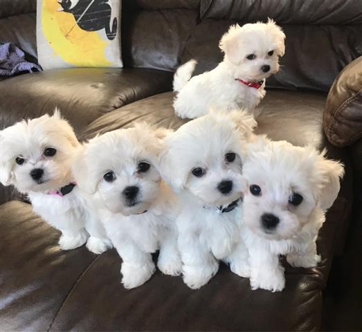 $550 : maltese puppies for rehoming image 1