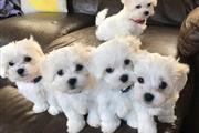 $550 : maltese puppies for rehoming thumbnail
