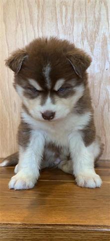 $400 : Siberian husky puppies image 3