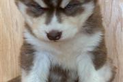 $400 : Siberian husky puppies thumbnail