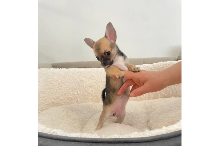 Beautiful Chihuahua 2 Girls image 1