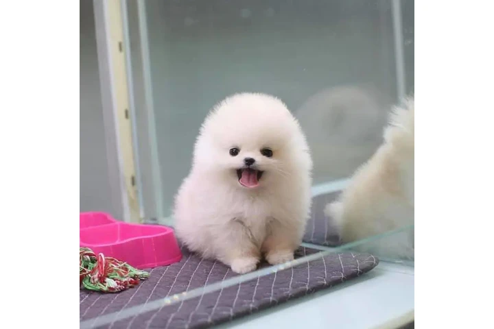 $350 : cachorros de Pomerania image 4