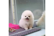 $350 : cachorros de Pomerania thumbnail