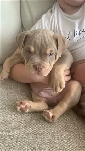 Male America bully Puppies image 2