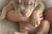 Male America bully Puppies thumbnail