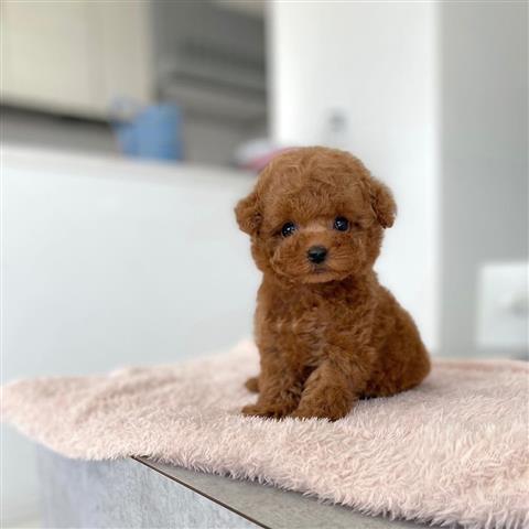 $30 : Teacup Poodle image 1