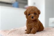 Teacup Poodle en Indianapolis