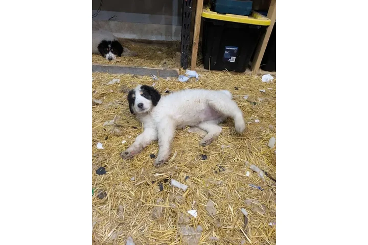 $1000 : Adorable Male Tornjak Puppy image 10