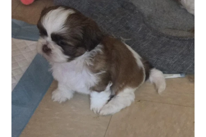 $650 : 4 shitzu 100%puros image 8