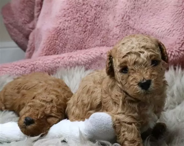 $400 : BUY Red toy poodle puppies image 2