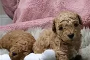 $400 : BUY Red toy poodle puppies thumbnail
