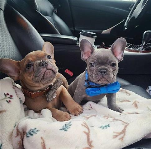 Cute French Bulldog Puppies image 2