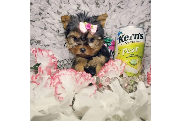 $2300 : Adorable Yorkie image 1
