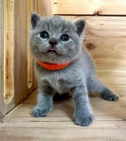 $300 : British Shorthair for sale image 2