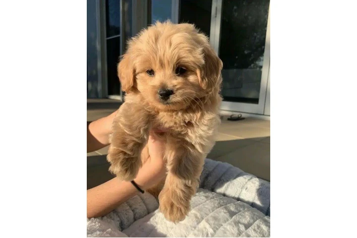 $500 : Adorable Golden Retriever Pups image 3