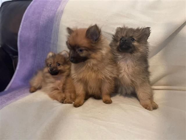 $450 : cachorros de pomerania image 1